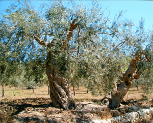 huile-olive-oliviers2